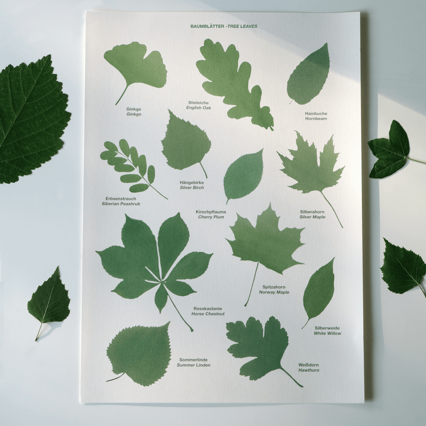 Tree Leaves Print